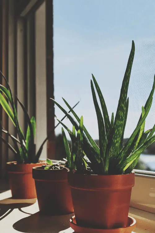 How to Decorate with Plants for Indoors