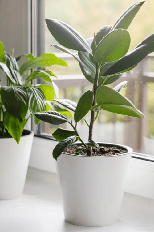 How to Decorate with Plants for Indoors